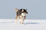 SIBERIAN HUSKY 213